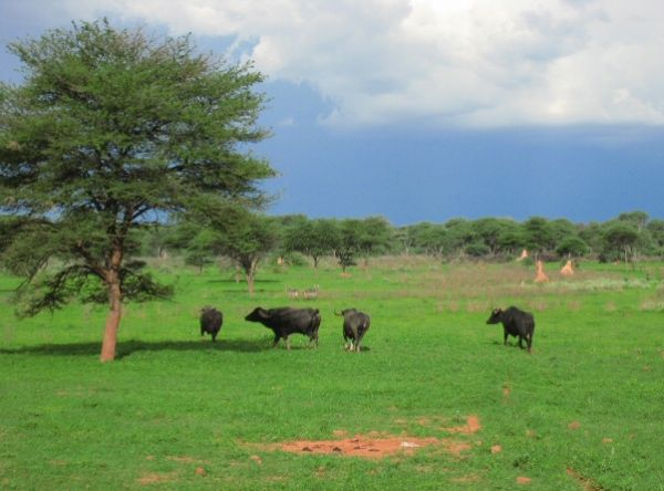 Water Buffalo